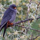 Red-footed falcon I