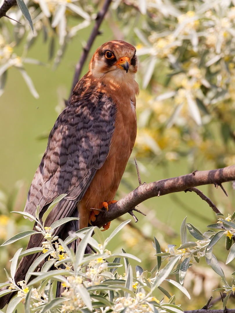 Red-footed falcon II