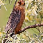 Red-footed falcon II