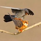 Red Footed Falcon Mating 
