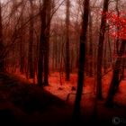 red forest