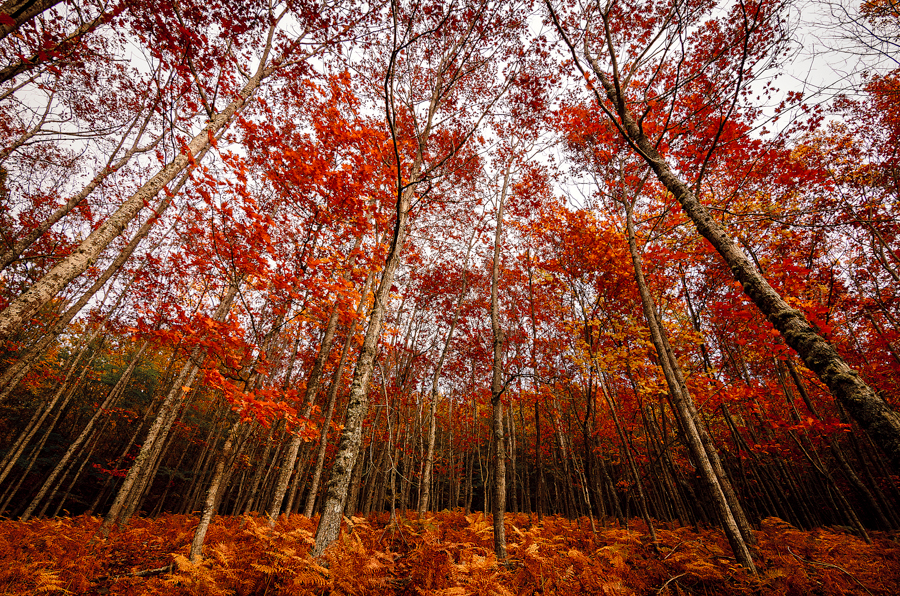 Red Forest