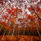 Red Forest