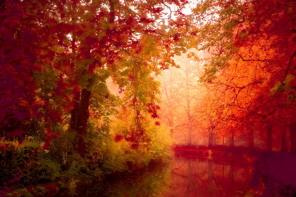 red forest II