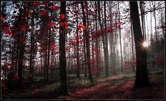 Red Forest II