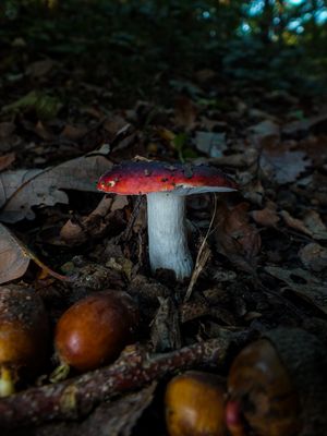 red forest mushroom