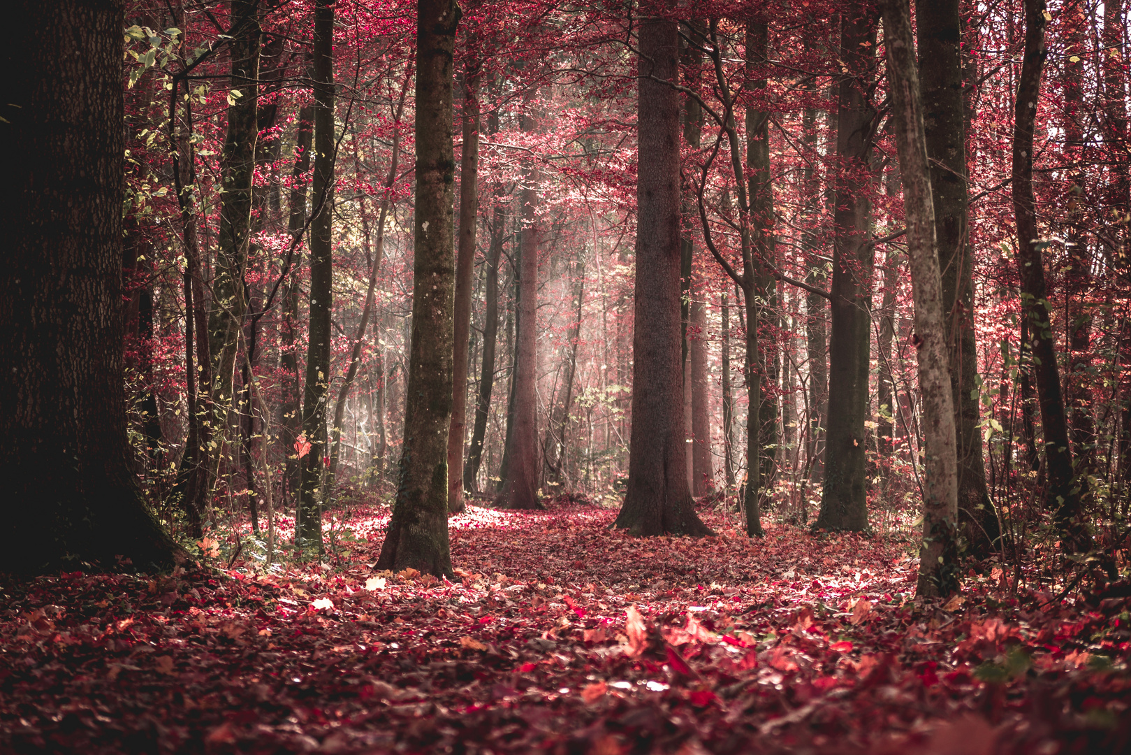 Red Forrest