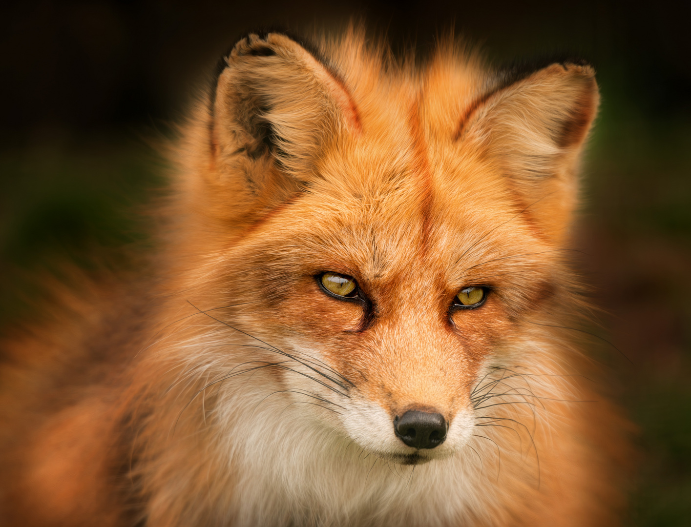 Red Fox 2