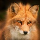 Red Fox 2