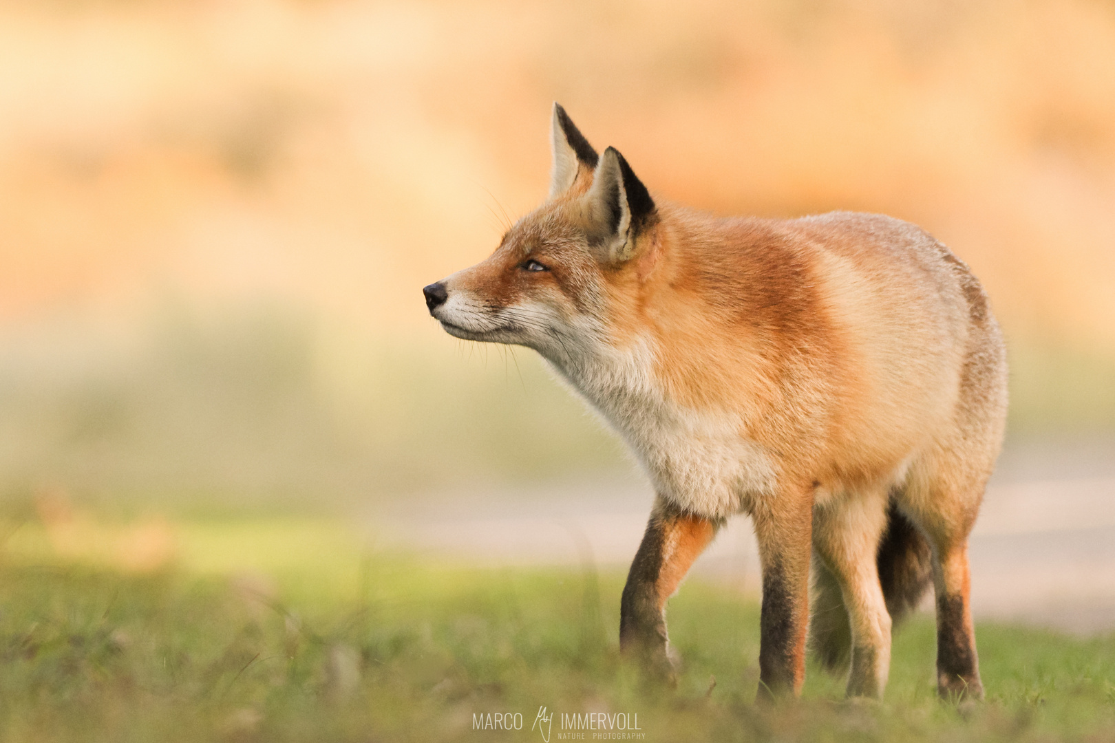 Red Fox 2