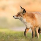 Red Fox 2