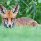 Red Fox