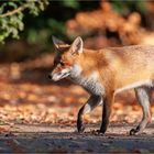 Red Fox