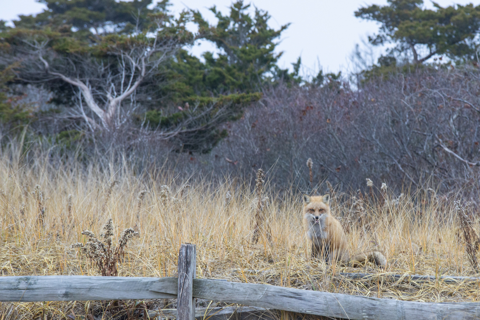 Red Fox