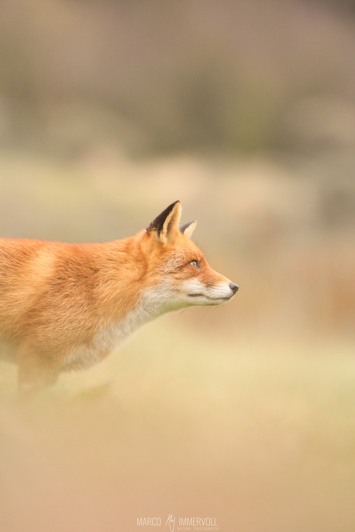 Red Fox 3