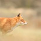 Red Fox 3