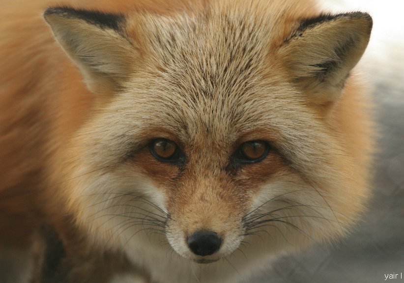 RED FOX