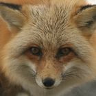 RED FOX