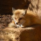 Red Fox