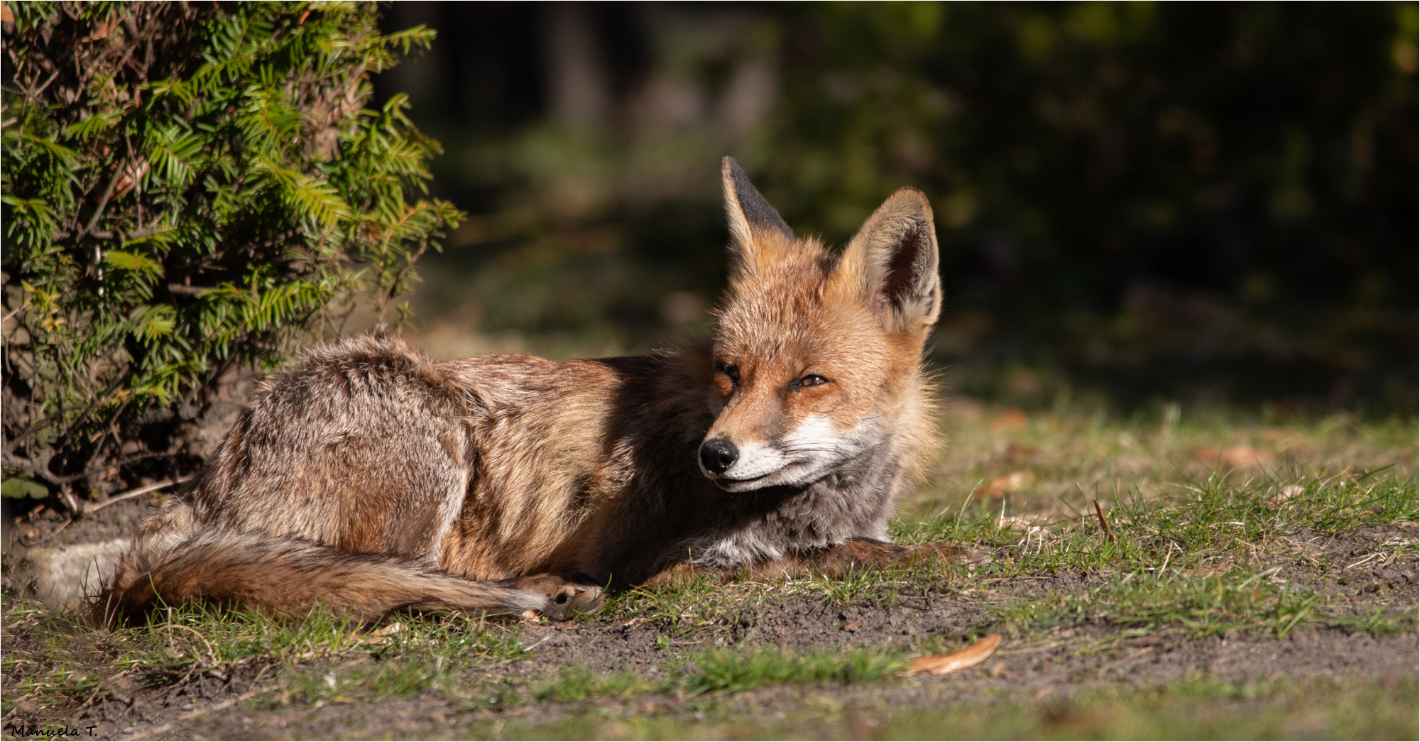 Red Fox