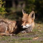Red Fox
