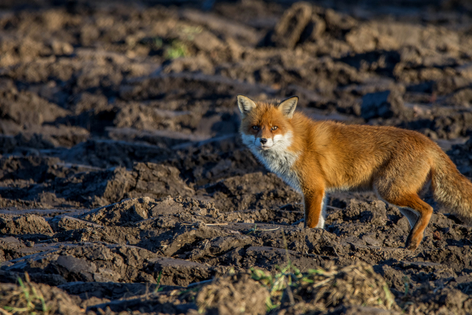 Red Fox