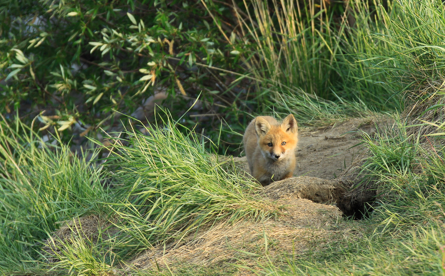 Red Fox Cub