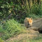 Red Fox Cub