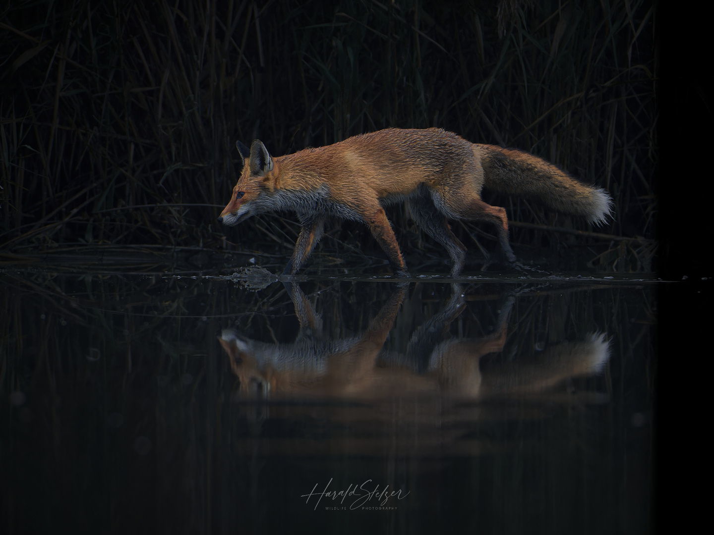 Red Fox - Dark Waters