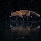Red Fox - Dark Waters