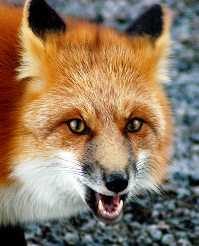 Red fox