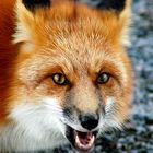 Red fox