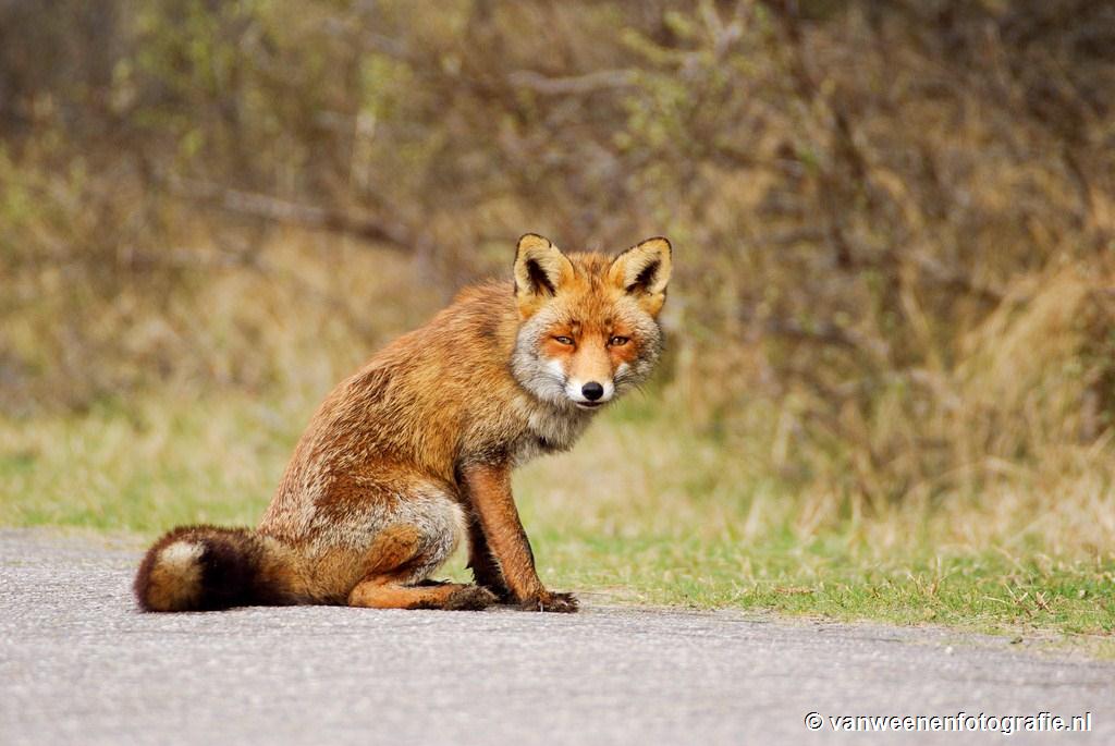 Red fox