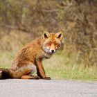 Red fox