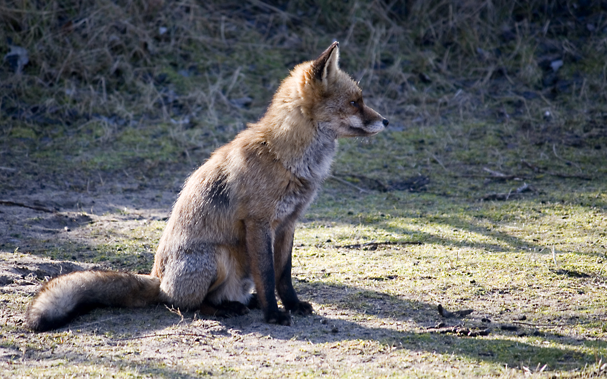 Red Fox in the Dutch Dunes