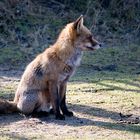Red Fox in the Dutch Dunes