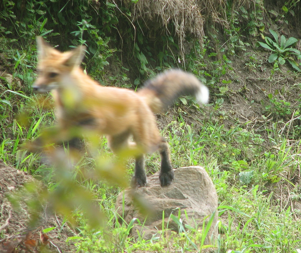 Red fox mid air capture