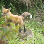 Red fox mid air capture