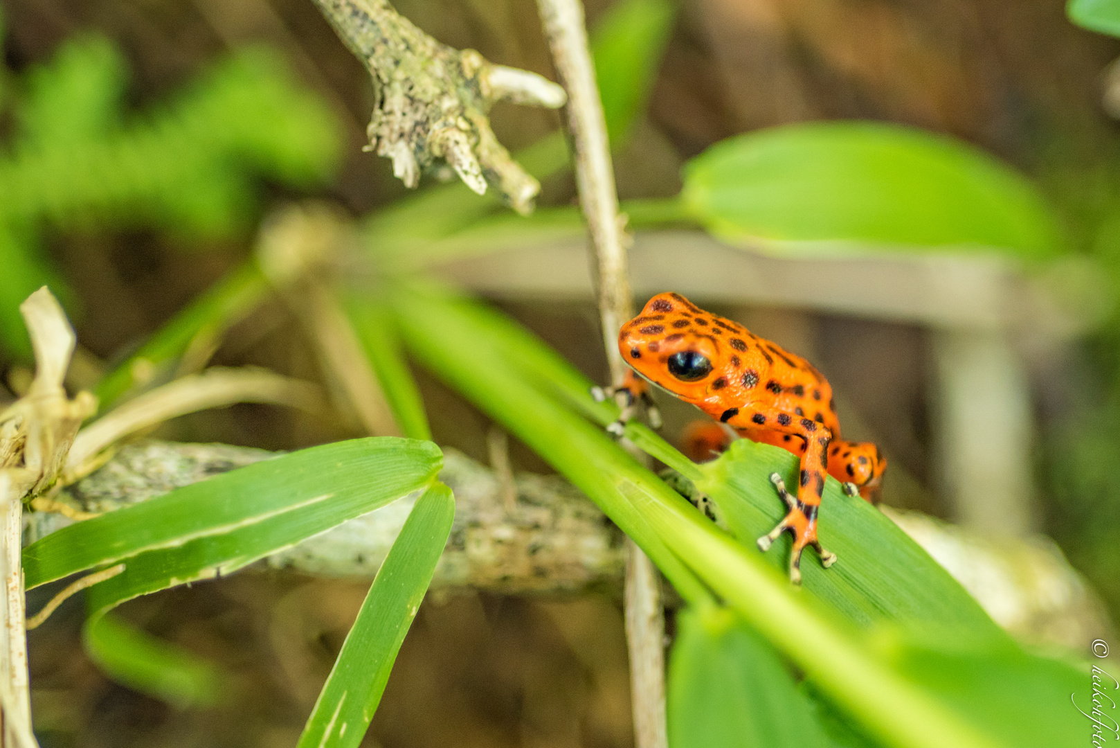 Red Frog an Red Frog Beach