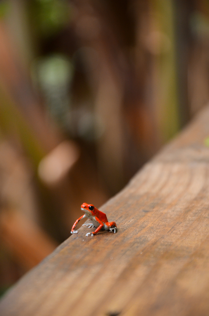 Red frog at Redfrog Beach