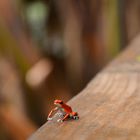 Red frog at Redfrog Beach