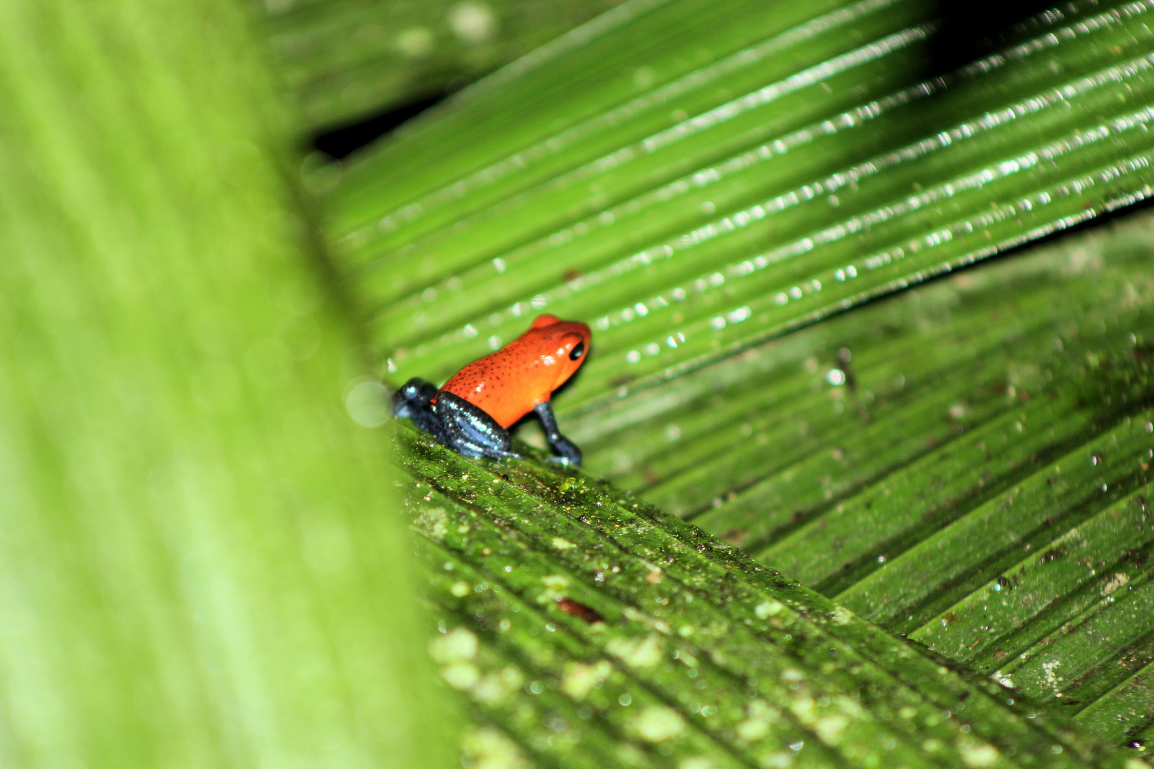 Red Frog