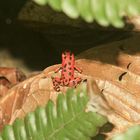 Red-Frog