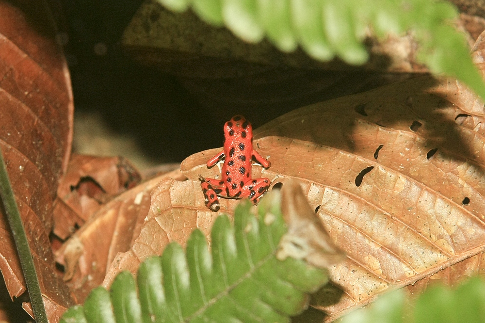 Red-Frog