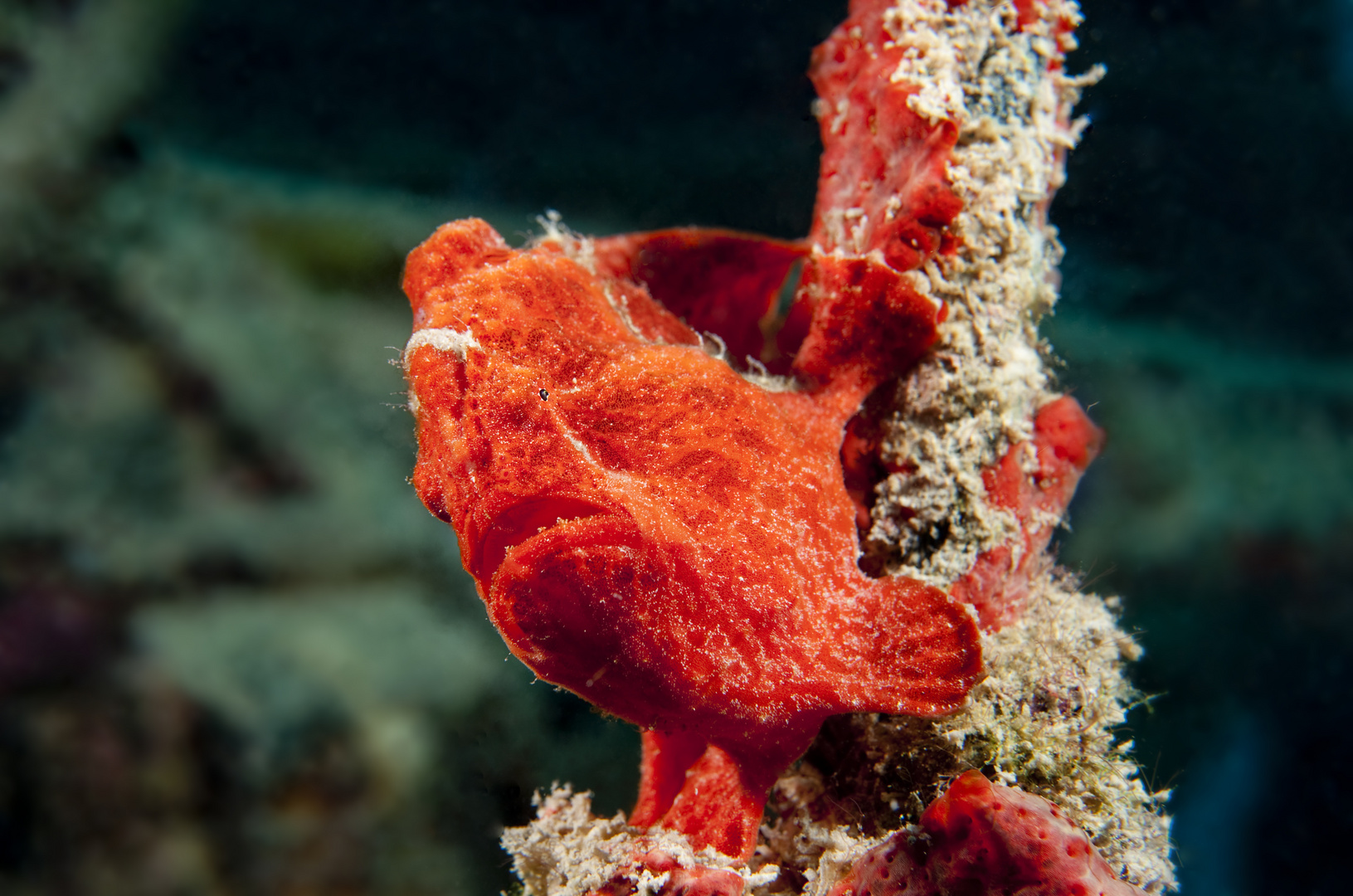 Red frog fish
