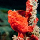 Red frog fish