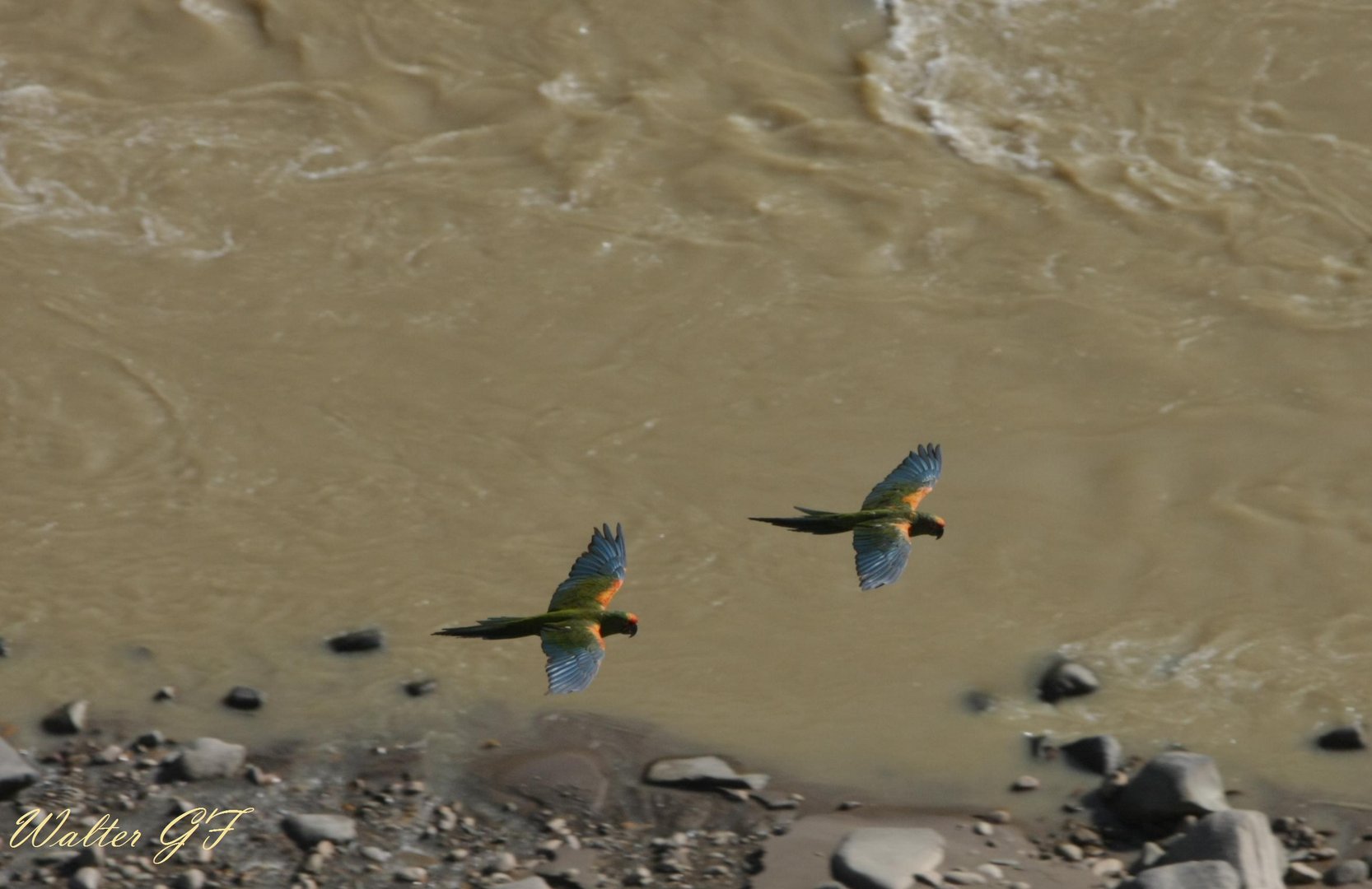 Red Fronted Macaw - Ara Rubrogenys