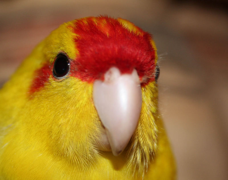 Red-fronted Parakeet