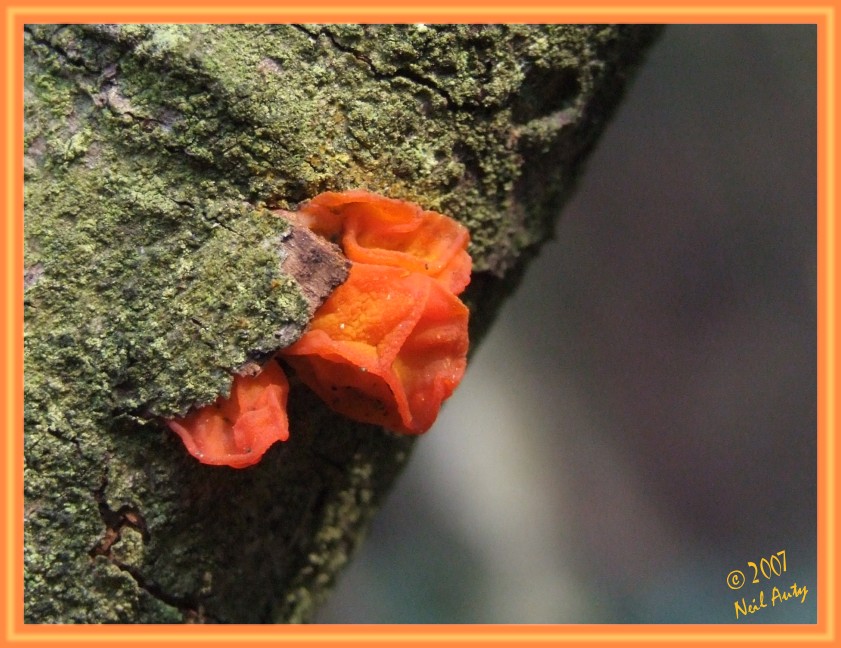 Red Fungi