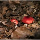 red fungi